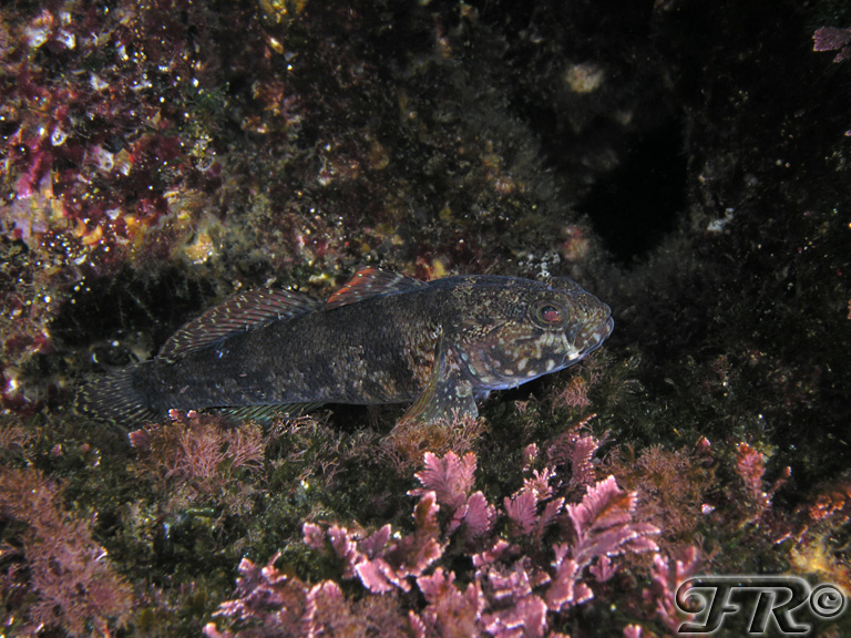 Gobius paganellus